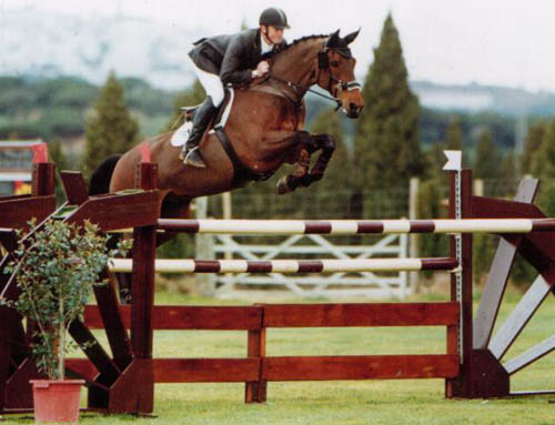Grand Prix Jumping Horses For Sale Netherlands